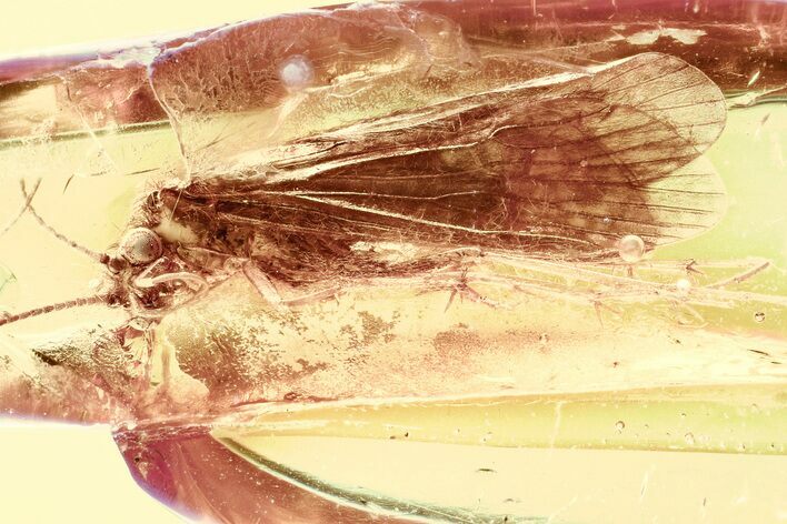 Detailed Fossil Caddisfly (Trichoptera) In Baltic Amber #328204